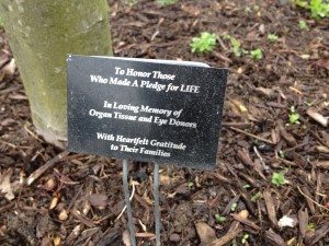 A plaque at the base of the tree honoring the lives of donors